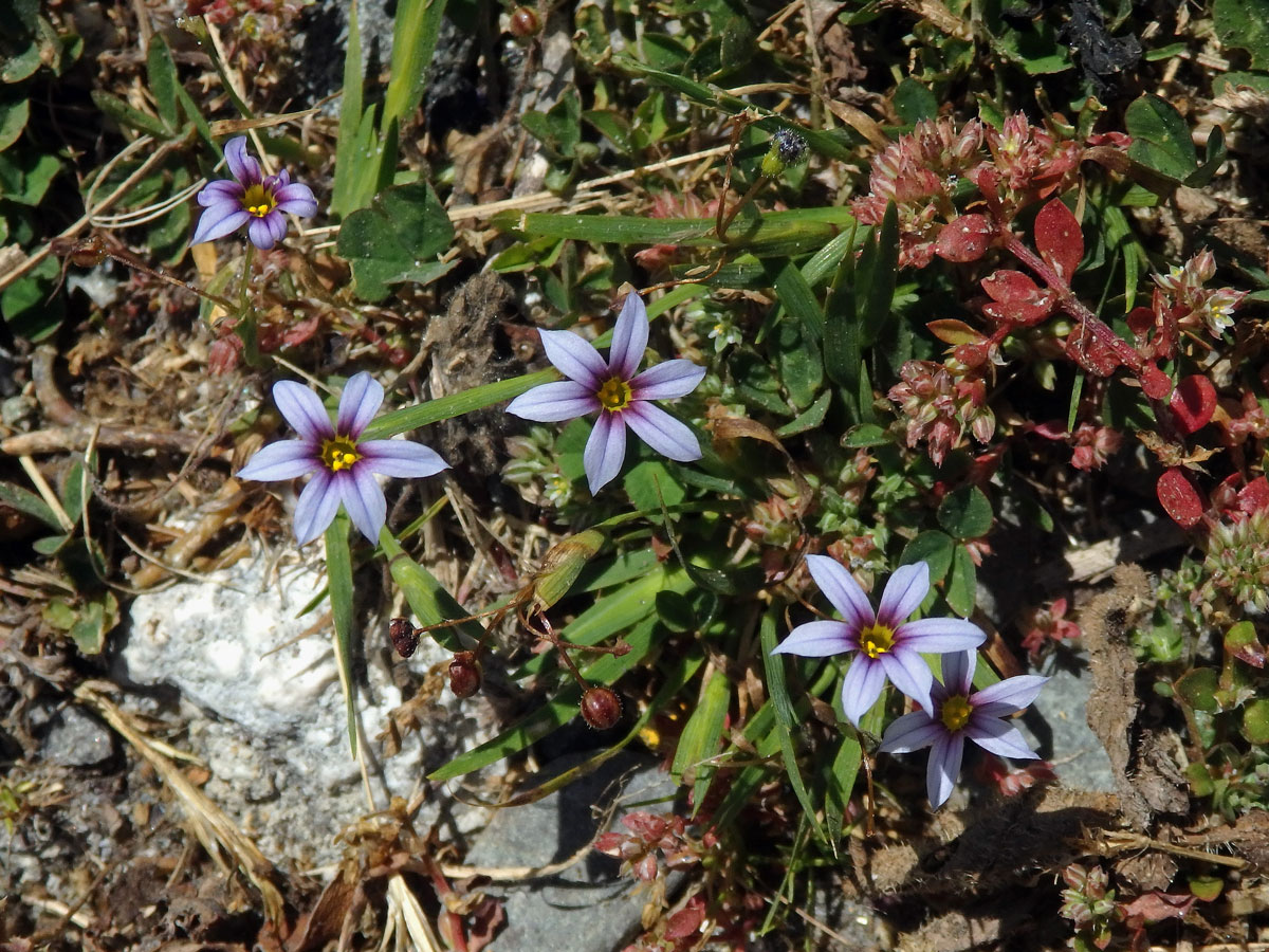 Badil (Sisyrinchium micranthum Cav.)