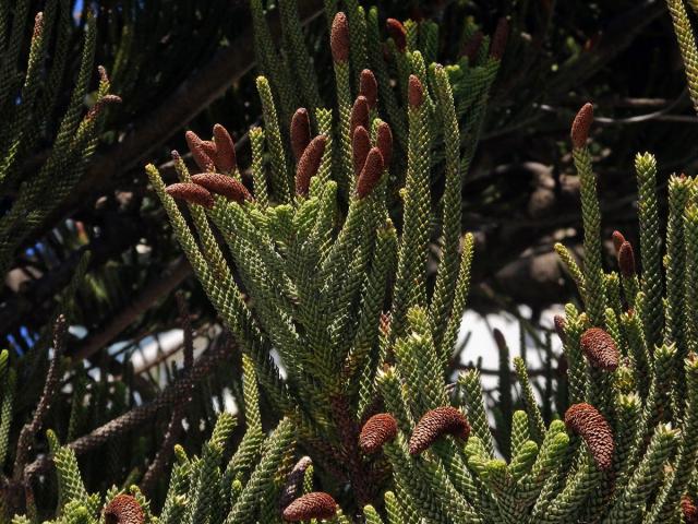 Blahočet ztepilý (Araucaria heterophylla (Salisb.) Franco)