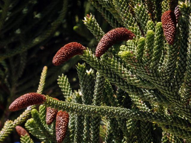 Blahočet ztepilý (Araucaria heterophylla (Salisb.) Franco)