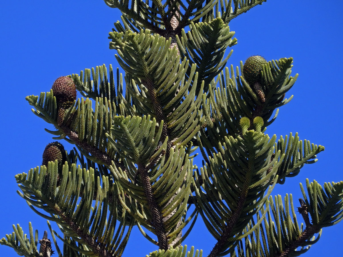 Blahočet ztepilý (Araucaria heterophylla (Salisb.) Franco)