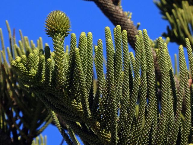 Blahočet ztepilý (Araucaria heterophylla (Salisb.) Franco)