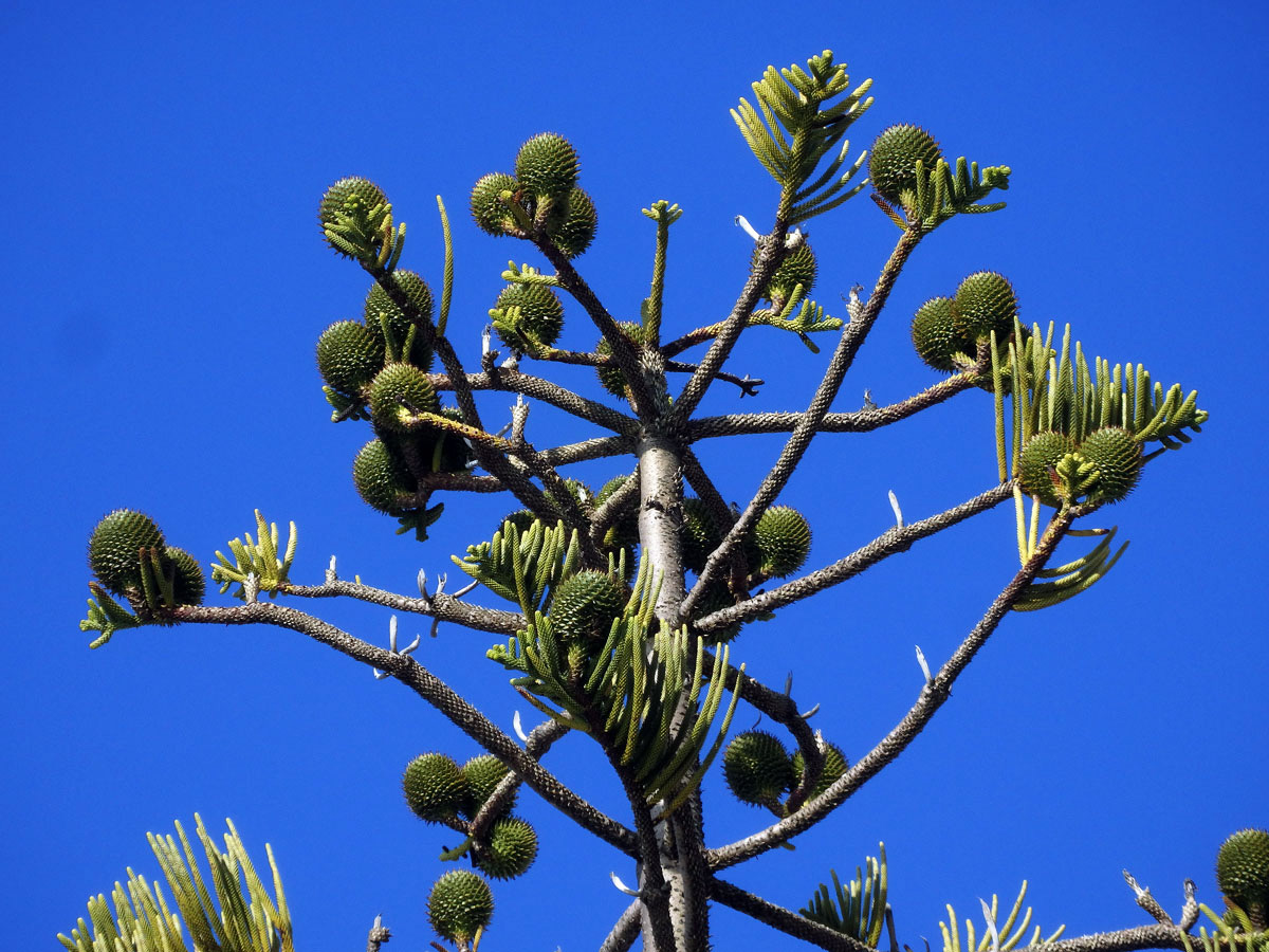 Blahočet ztepilý (Araucaria heterophylla (Salisb.) Franco)