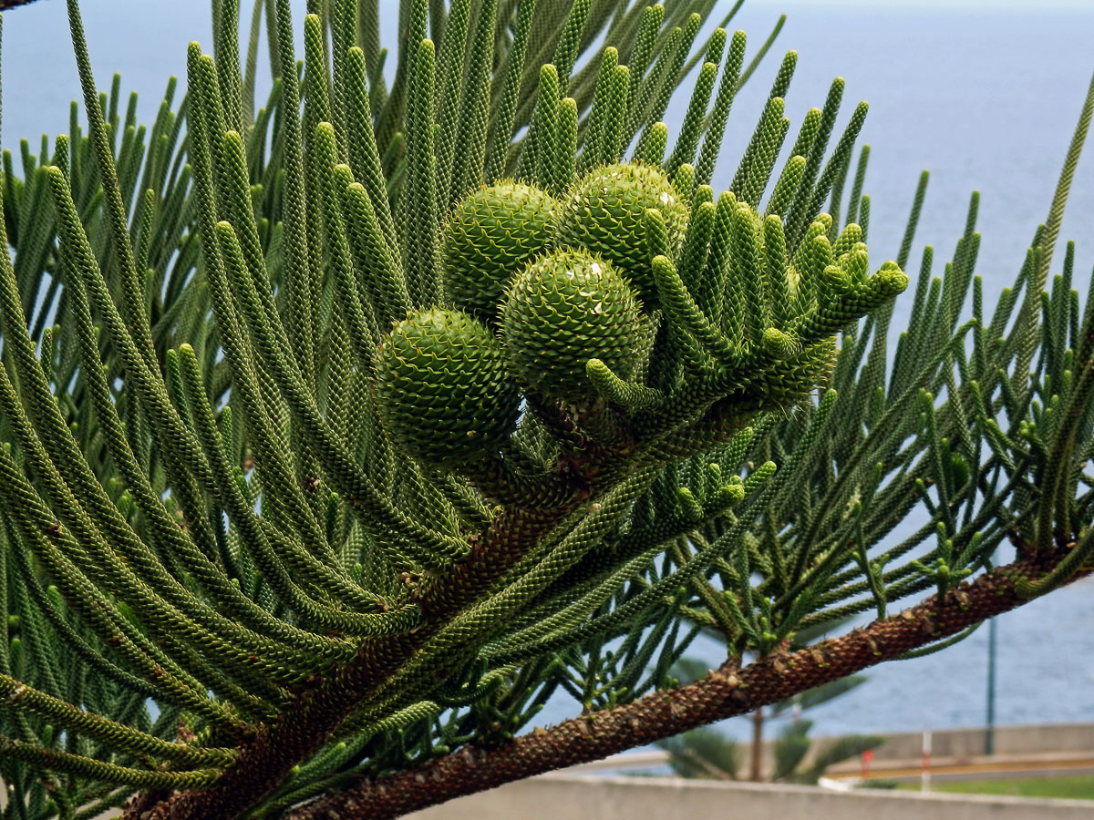 Blahočet ztepilý (Araucaria heterophylla (Salisb.) Franco)