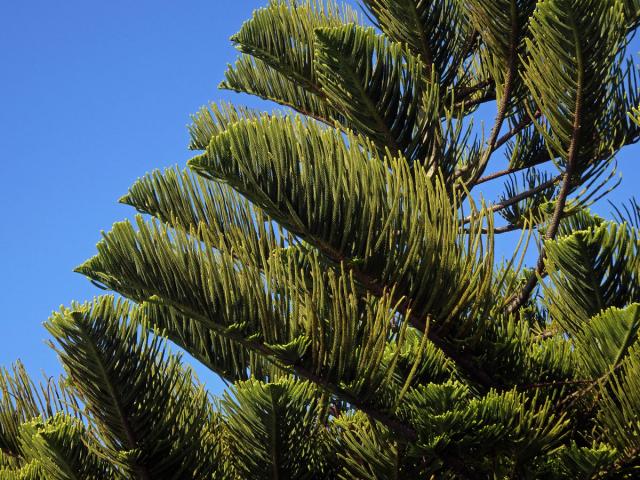 Blahočet ztepilý (Araucaria heterophylla (Salisb.) Franco)