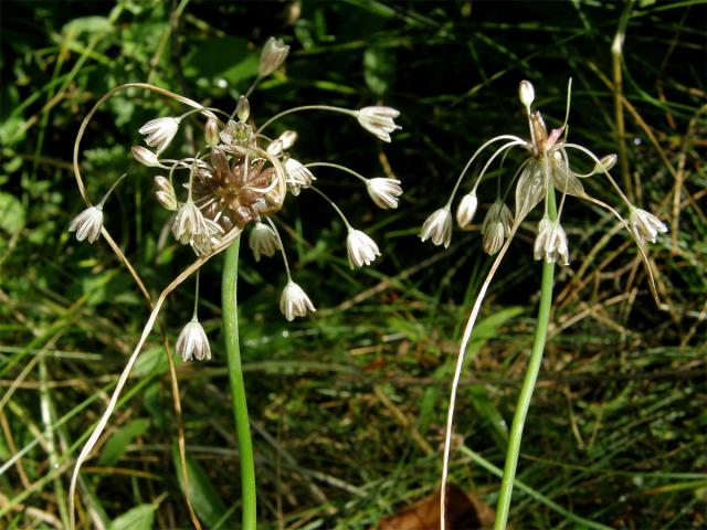 Česnek planý (Allium oleraceum L.)