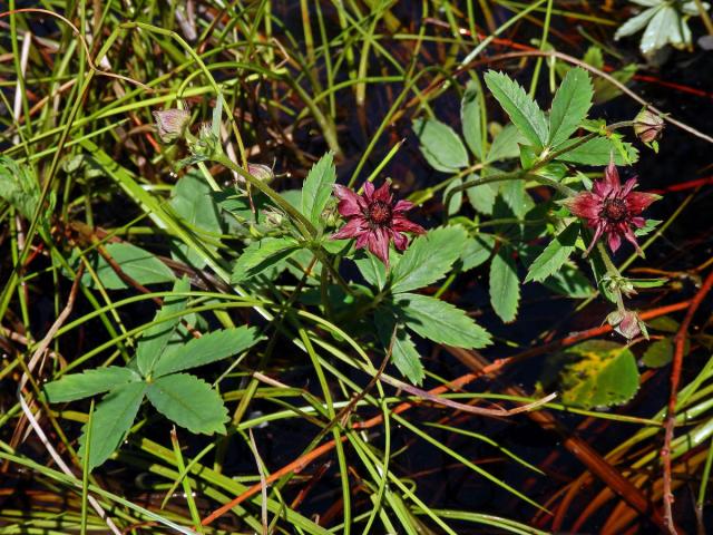 Mochna bahenní (Potentilla palustris (L.) Scop.)