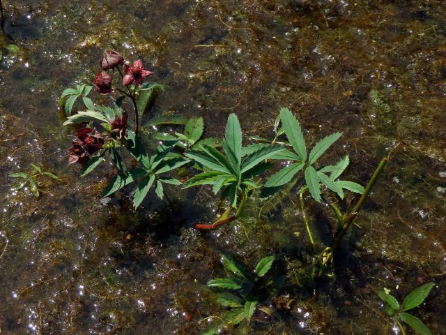 Mochna bahenní (Potentilla palustris (L.) Scop.)