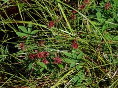 Mochna bahenní (Potentilla palustris (L.) Scop.)