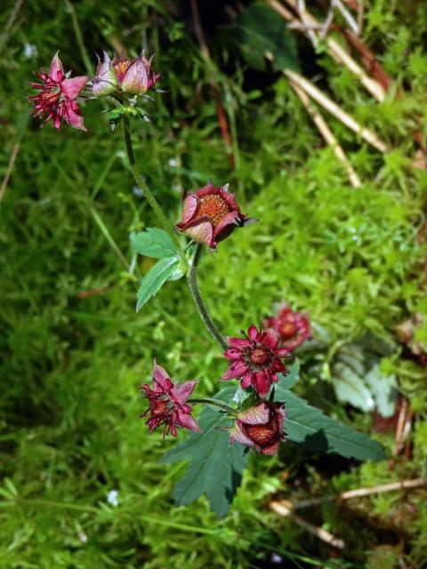 Mochna bahenní (Potentilla palustris (L.) Scop.)