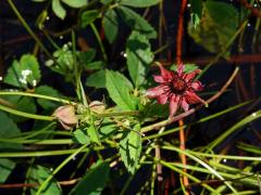 Mochna bahenní (Potentilla palustris (L.) Scop.)