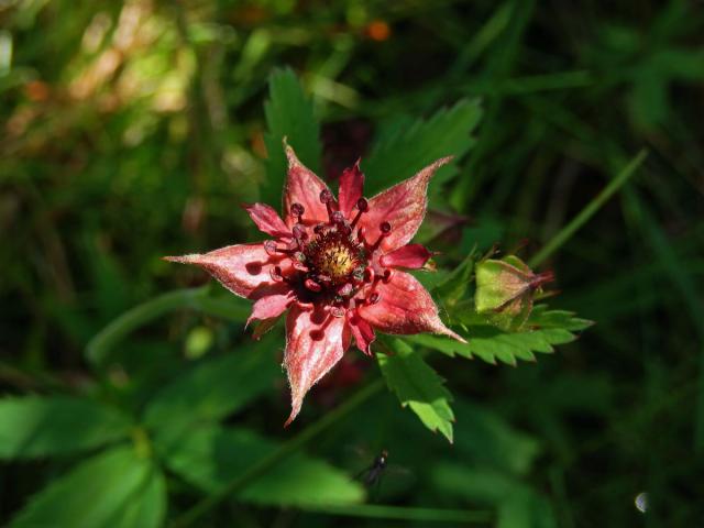 Mochna bahenní (Potentilla palustris (L.) Scop.)