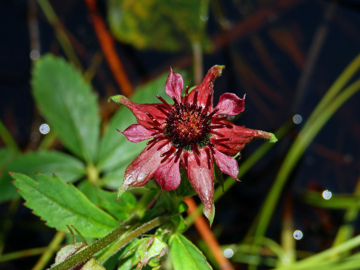 Mochna bahenní (Potentilla palustris (L.) Scop.)