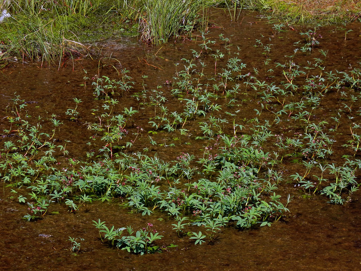 Mochna bahenní (Potentilla palustris (L.) Scop.)