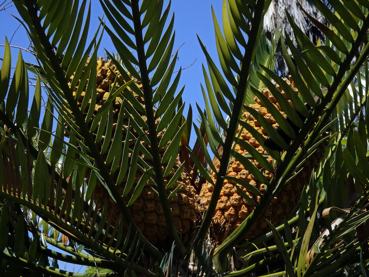 Dioon edule Lindl.