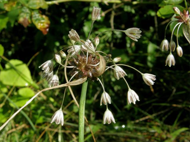 Česnek planý (Allium oleraceum L.)