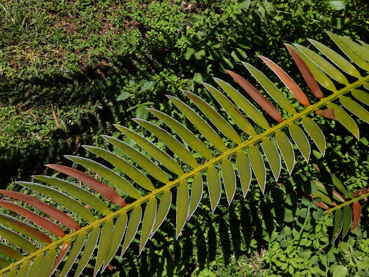 Dioon edule Lindl.