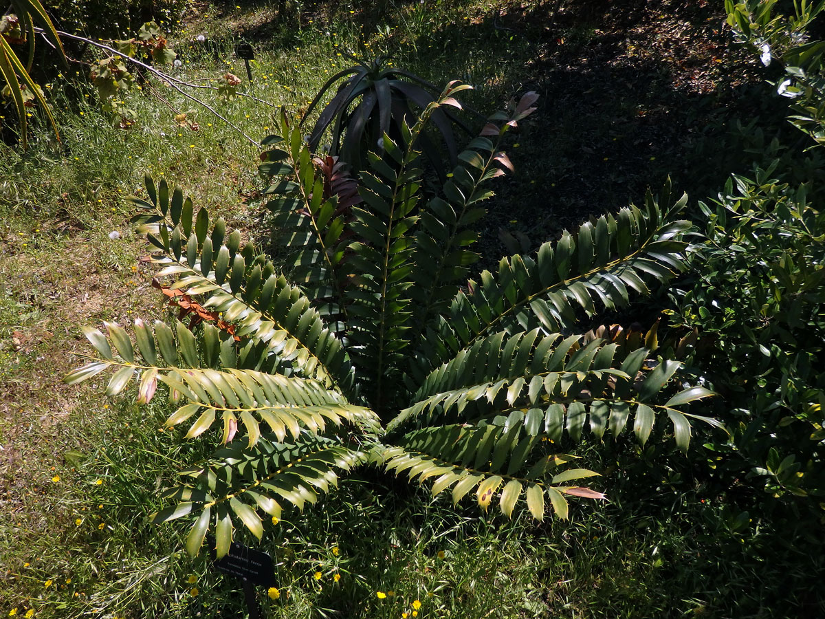 Píchoš (Encephalartos ferox G. Bertol.)