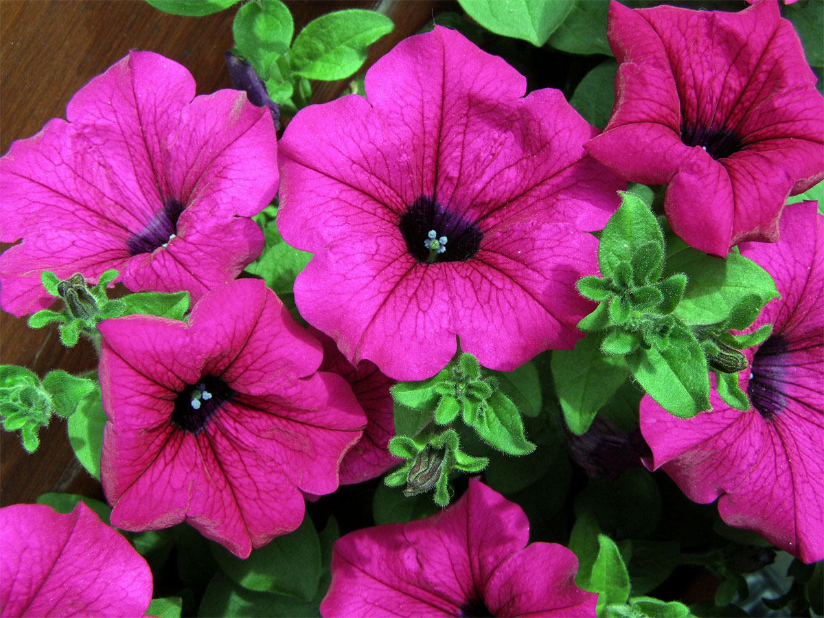 Petunie zahradní (Petunia x atkinsiana D. Don)