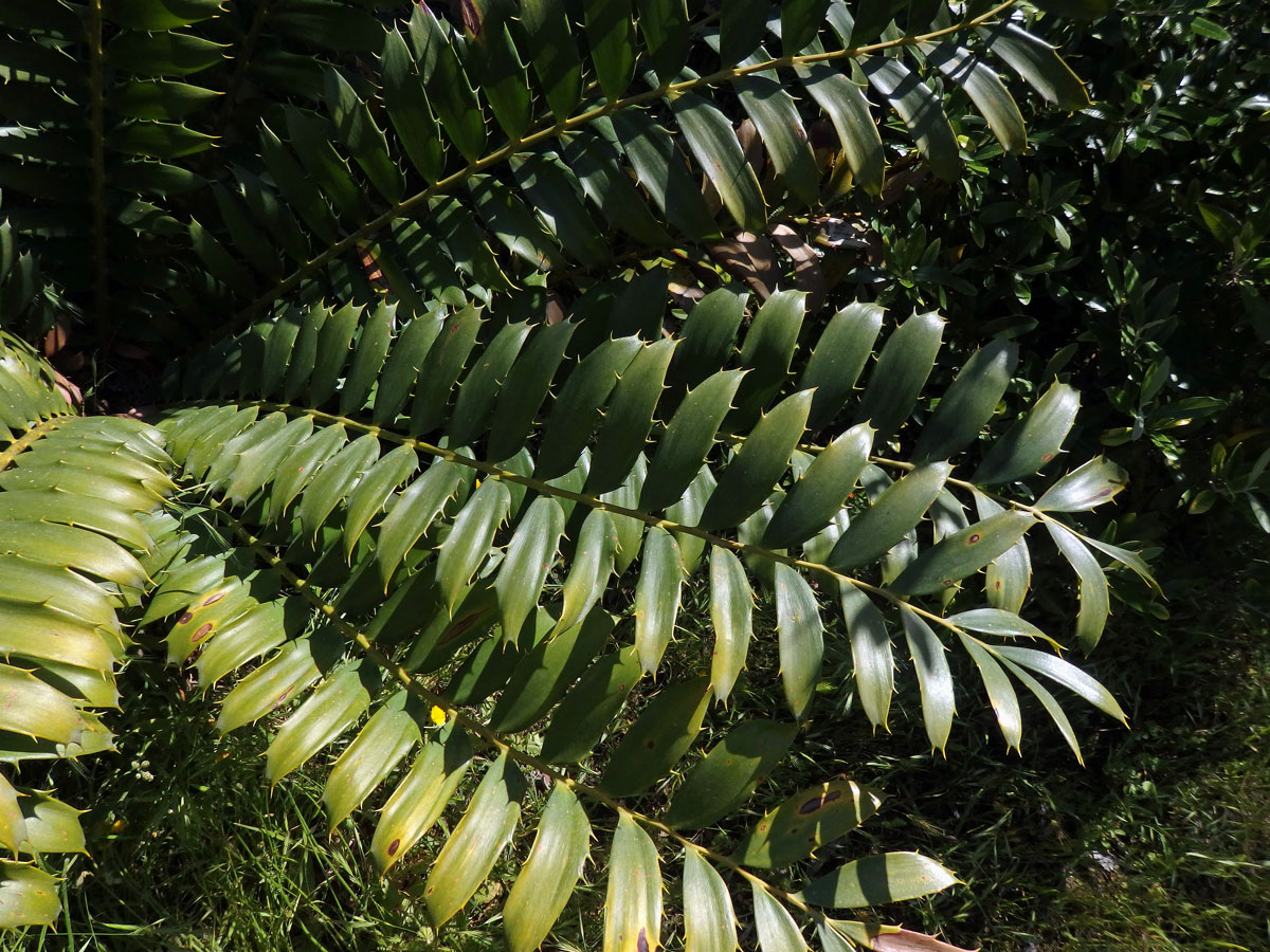 Píchoš (Encephalartos ferox G. Bertol.)