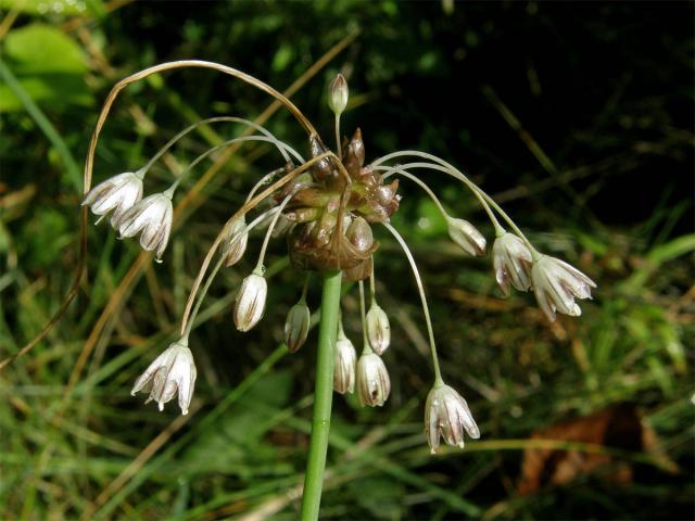 Česnek planý (Allium oleraceum L.)