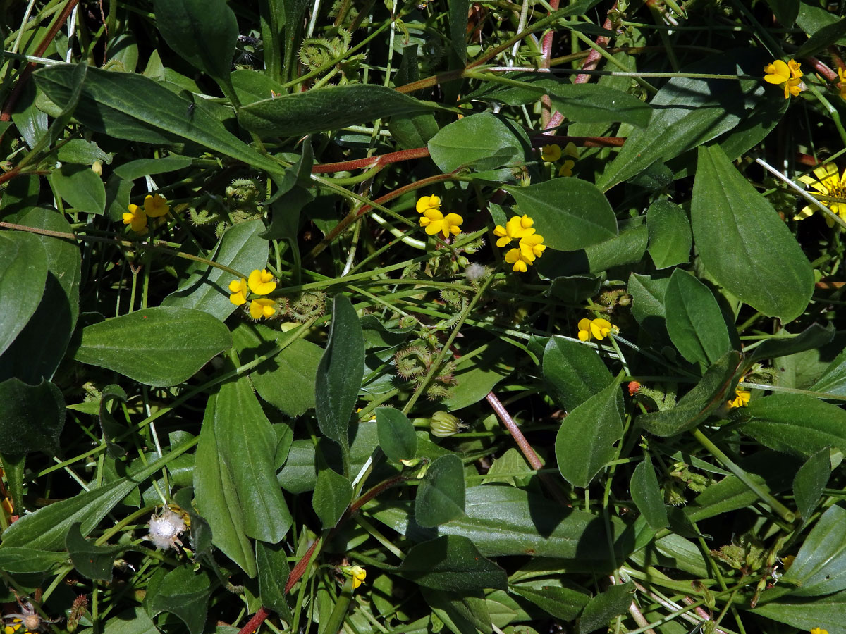 Štírovka měkkoostenná (Scorpiurus muricatus L.)