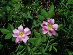 Růže galská (Rosa gallica L.)
