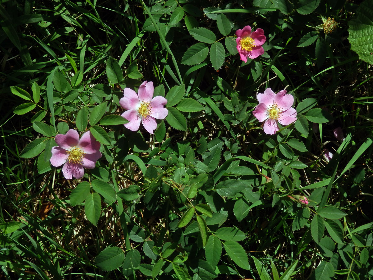 Růže galská (Rosa gallica L.)