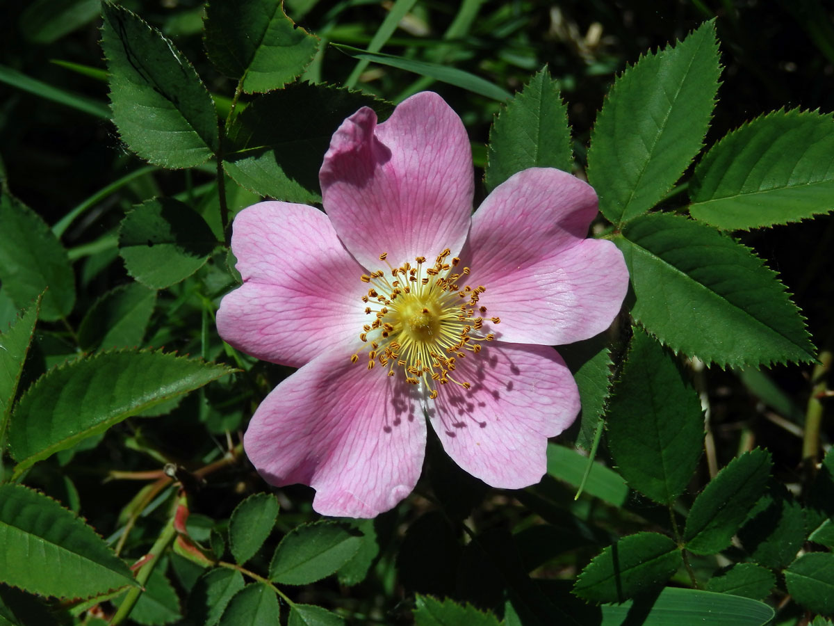 Růže galská (Rosa gallica L.)