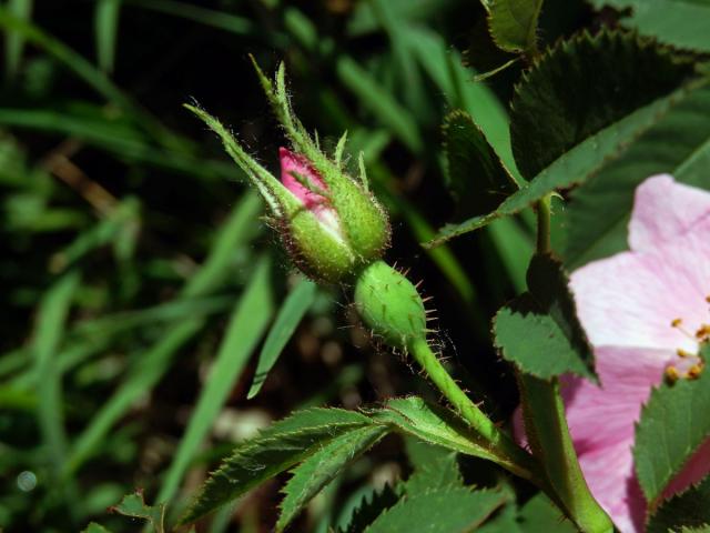 Růže galská (Rosa gallica L.)