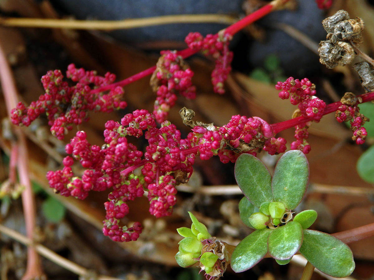 Merlík slanomilný (Chenopodium chenopodioides (L.) Aellen)