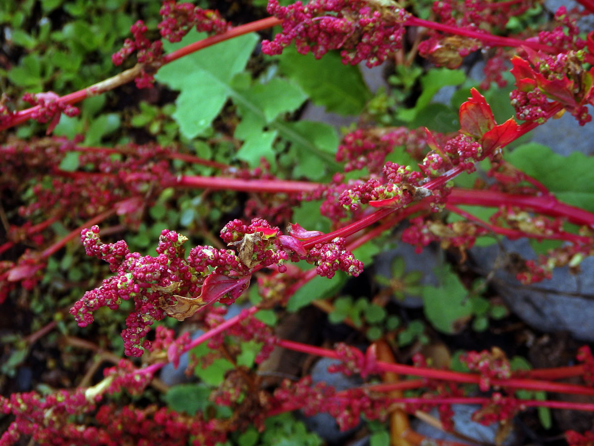 Merlík slanomilný (Chenopodium chenopodioides (L.) Aellenh)