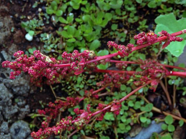 Merlík slanomilný (Chenopodium chenopodioides (L.) Aellenh)