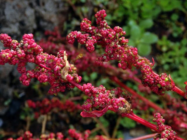 Merlík slanomilný (Chenopodium chenopodioides (L.) Aellen)