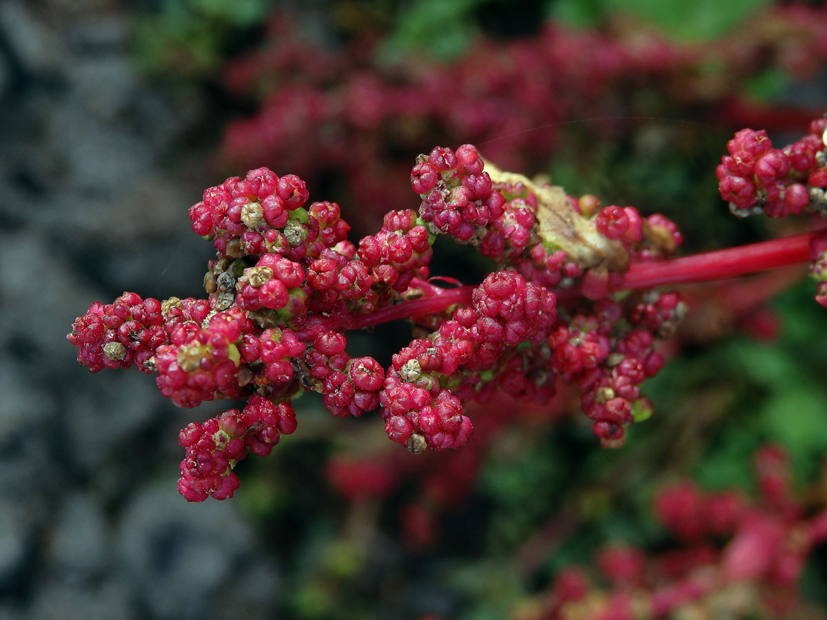 Merlík slanomilný (Chenopodium chenopodioides (L.) Aellen)