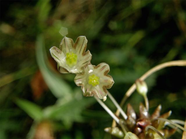 Česnek planý (Allium oleraceum L.)