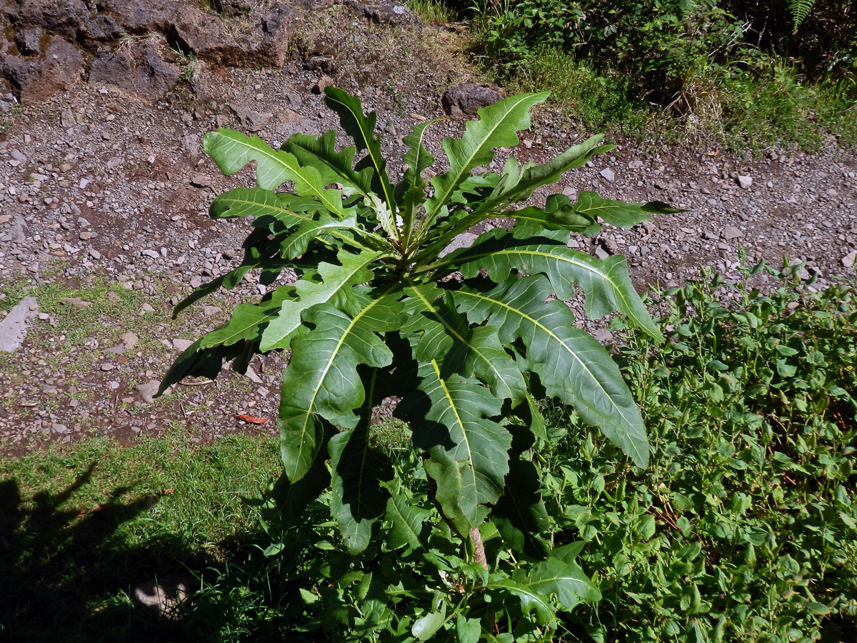 Mléč (Sonchus fruticosus L. f.)