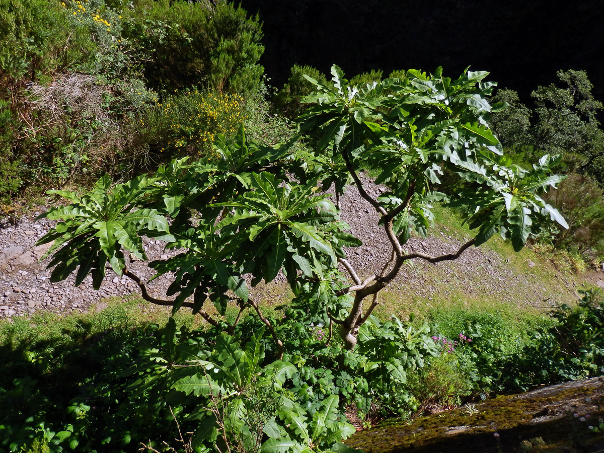 Mléč (Sonchus fruticosus L. f.)