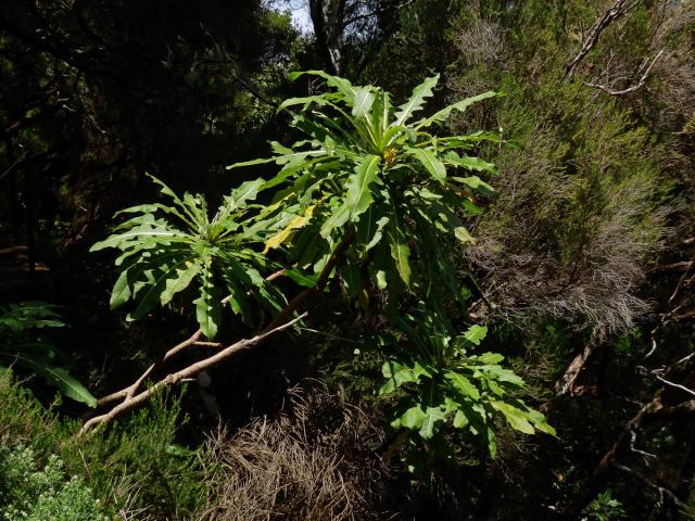 Mléč (Sonchus fruticosus L. f.)