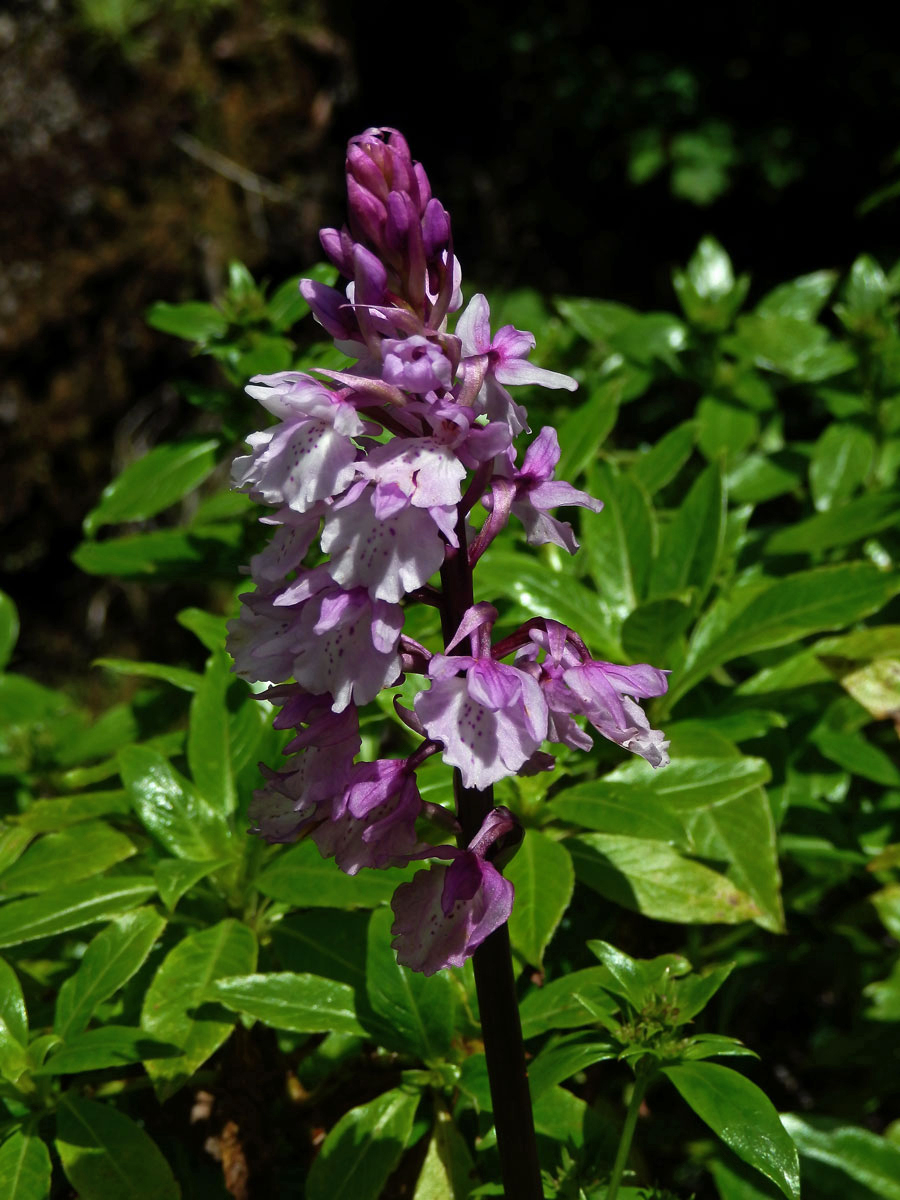 Vstavač (Orchis scopulorum Summerh.)