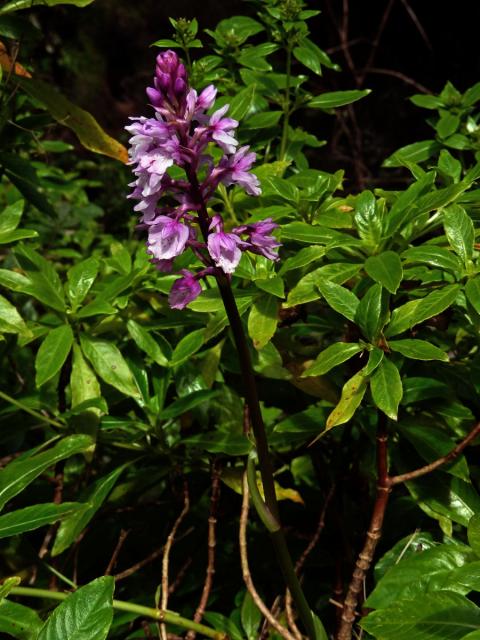 Vstavač (Orchis scopulorum Summerh.)