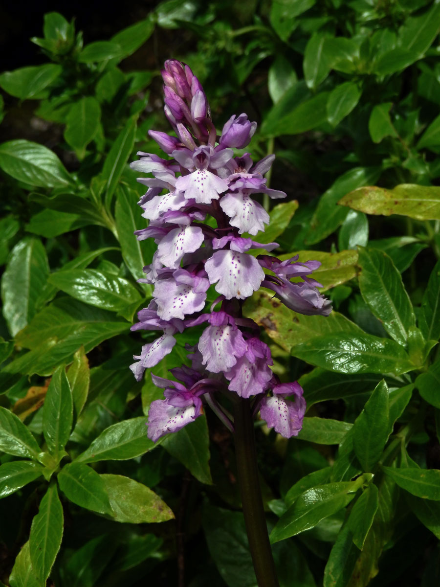 Vstavač (Orchis scopulorum Summerh.)