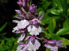 Vstavač (Orchis scopulorum Summerh.)