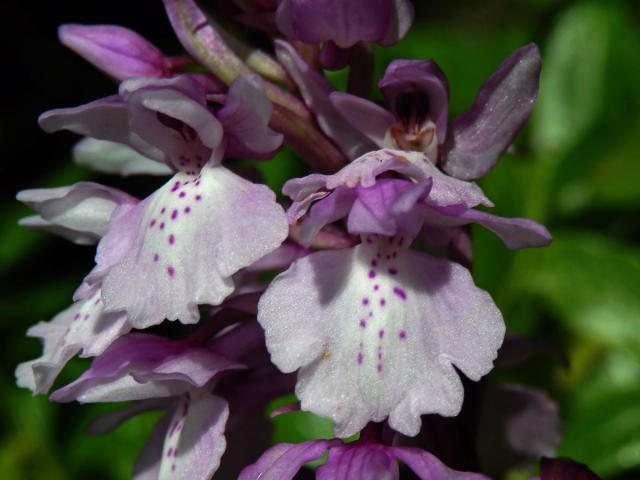 Vstavač (Orchis scopulorum Summerh.)