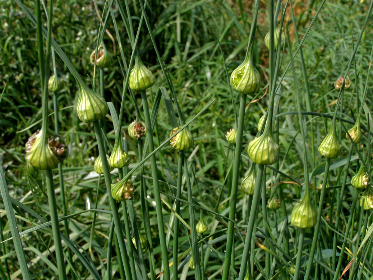 Česnek planý (Allium oleraceum L.)