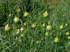Česnek planý (Allium oleraceum L.)