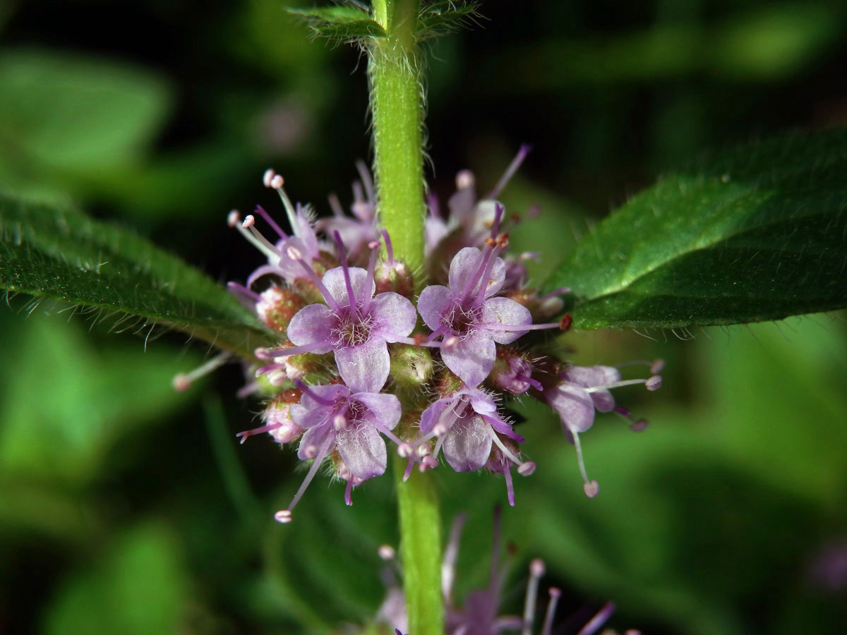 Máta rolní (Mentha arvensis L.)