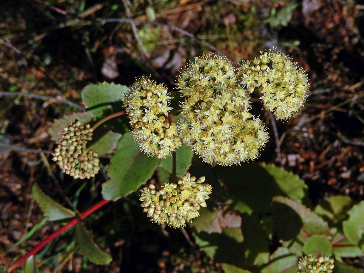 Rozchodník (Rozchodníkovec) velký (Hylotelephium maximum (L.) Holub)