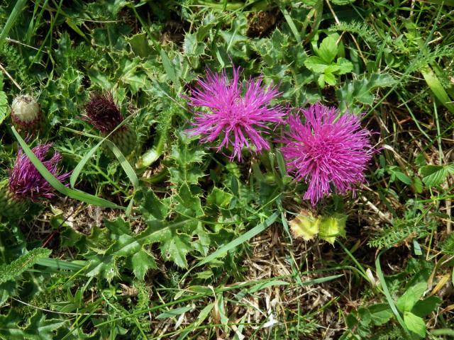 Pcháč bezlodyžný (Cirsium acaule Scop.)