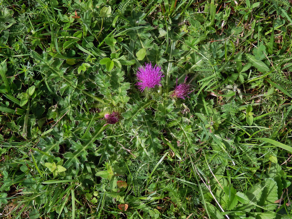 Pcháč bezlodyžný (Cirsium acaule Scop.)