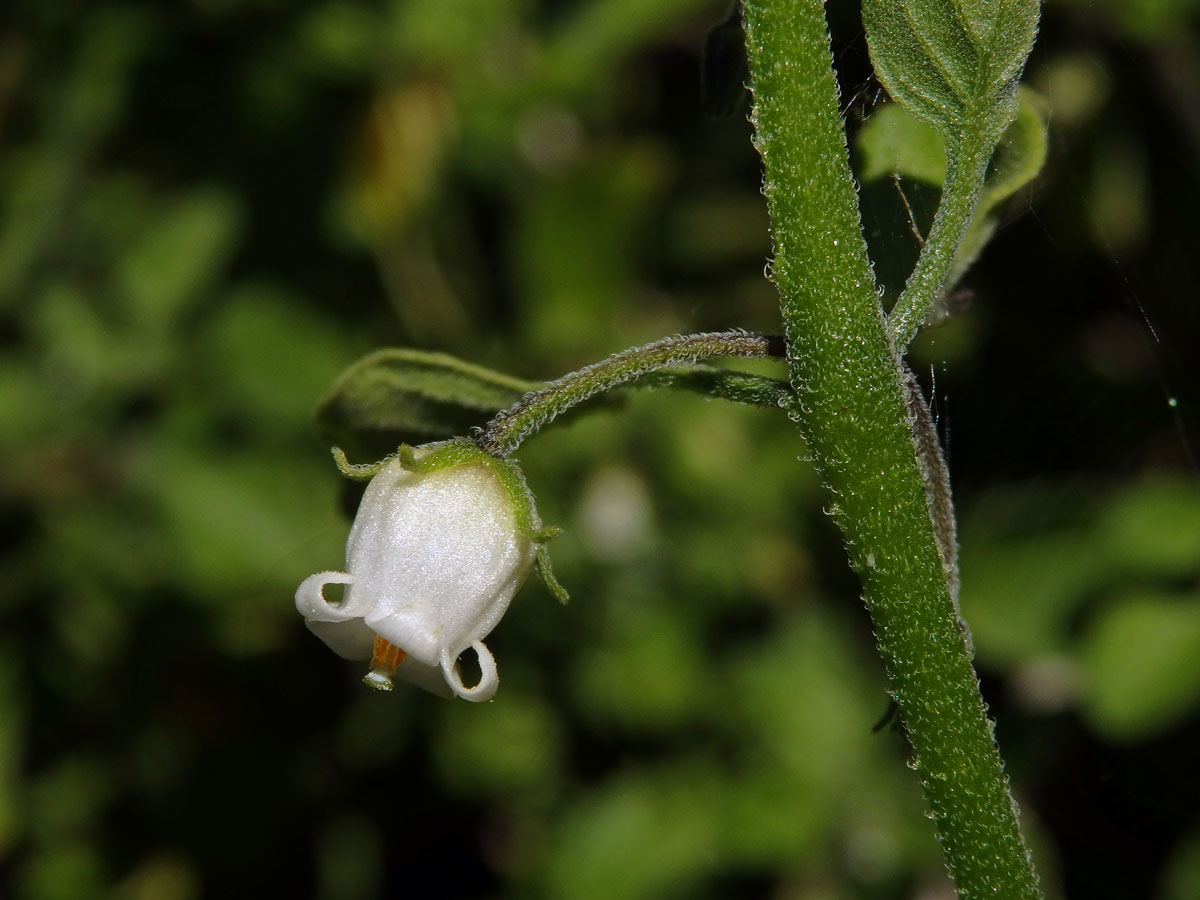 Salpichroa origanifolia (Lam.) Thellung